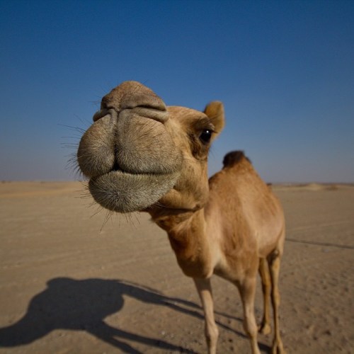 Camel