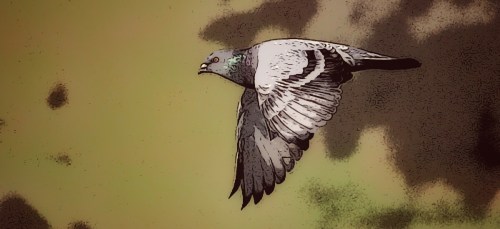 The pigeon that thought it was a car